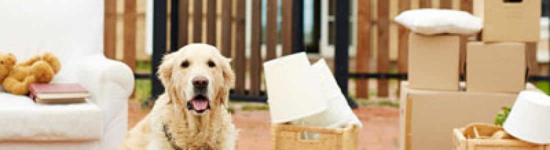 10 Helpful Tips When Shipping Your Pets Overseas